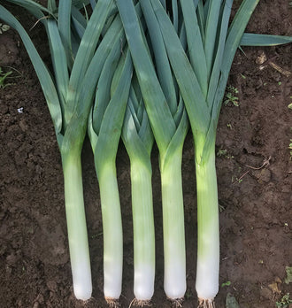 Cinq poireaux récoltés sont alignés sur une terre sombre. Leurs fûts blancs et vert clair sont longs et presque parallèles, avec de petites racines à la base. Au-dessus, les feuilles bleu-vert se croisent en larges rubans dressés. Quelques petites herbes et fragments végétaux restent visibles autour de la récolte disposée au sol.