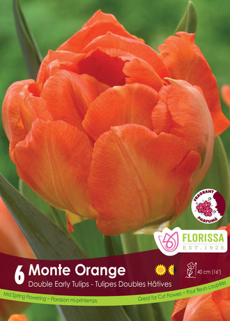 Monte Orange’ Tulip: a bright orange double tulip.