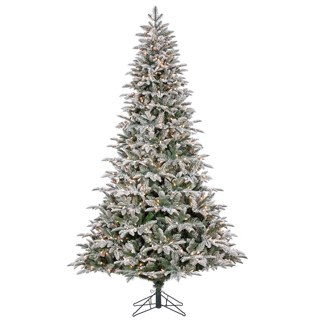 Sapin Mont Blanc
