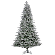 Sapin Mont Blanc