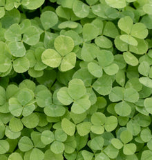 Vue rapprochée d'un tapis de trèfle vert clair, avec des feuilles composées de trois folioles arrondies. De légères marques pâles traversent plusieurs folioles, tandis que les feuilles superposées créent des ombres plus foncées à l'arrière-plan. La végétation remplit entièrement le cadre. Aucun emballage, aucune fleur et aucun outil de jardin ne sont visibles.