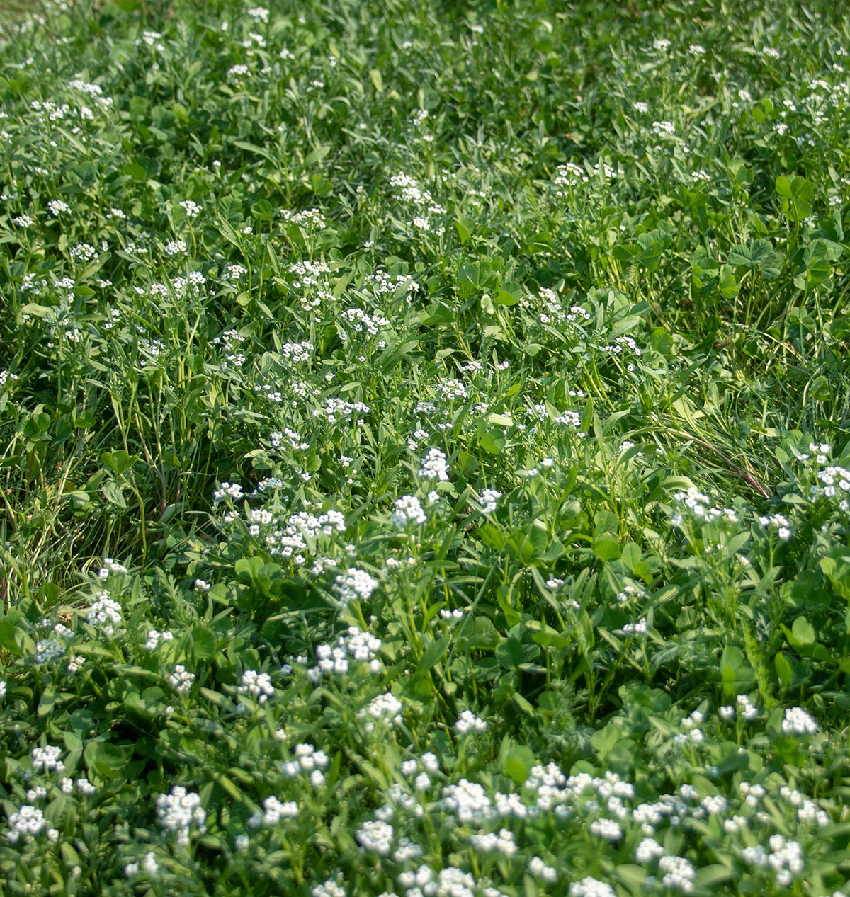 Vue rapprochée d'un couvert végétal bas composé de feuilles de trèfle et de fines lames de gazon. De nombreux petits bouquets de fleurs blanches apparaissent entre les feuilles vertes, surtout au centre et sur la partie droite de l'image. La végétation remplit tout le cadre, sans emballage ni objet de comparaison visible.
