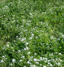 Vue rapprochée d'un couvert végétal bas composé de feuilles de trèfle et de fines lames de gazon. De nombreux petits bouquets de fleurs blanches apparaissent entre les feuilles vertes, surtout au centre et sur la partie droite de l'image. La végétation remplit tout le cadre, sans emballage ni objet de comparaison visible.