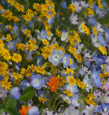 Vue rapprochée d'un couvert fleuri où se mêlent de petites fleurs jaunes, des fleurs bleues et blanches et quelques fleurs pâles marquées de violet. Une fleur orangée apparaît plus floue vers l'arrière, tandis que des touches roses sont visibles sur le côté. Les tiges et le feuillage verts remplissent les espaces entre les fleurs.