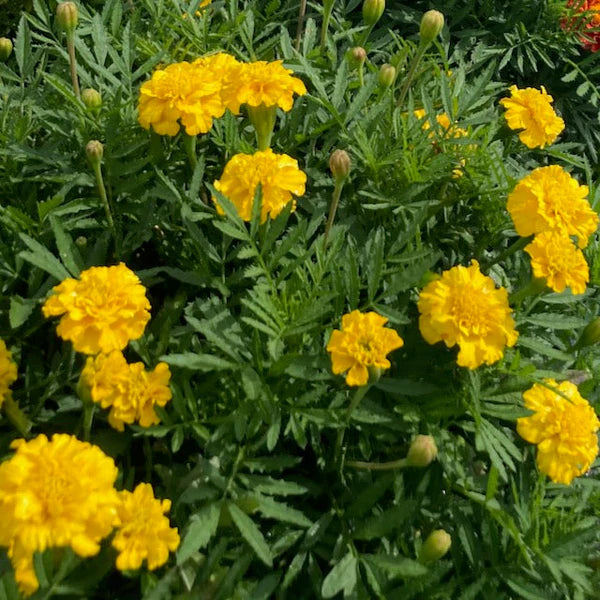 Œillet d’Inde ‘Lemon Drop’