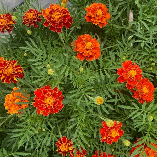 Œillet d’Inde ‘Spanish Brocade’