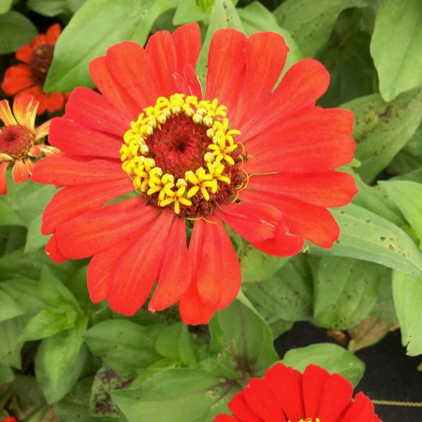 Zinnia ‘Gift’