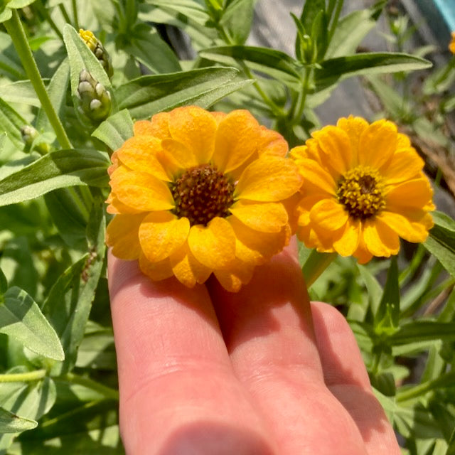 Photo de Zinnia du Pérou jaune — Ferme Tourne-Sol. Cette vue présente l’aspect de la variété et permet de repérer sa forme ainsi que ses couleurs. Elle accompagne la fiche du produit et aide à reconnaître cette sélection parmi les variétés proposées pour le jardin et le potager. Les détails visibles complètent les renseignements écrits dans cette fiche.