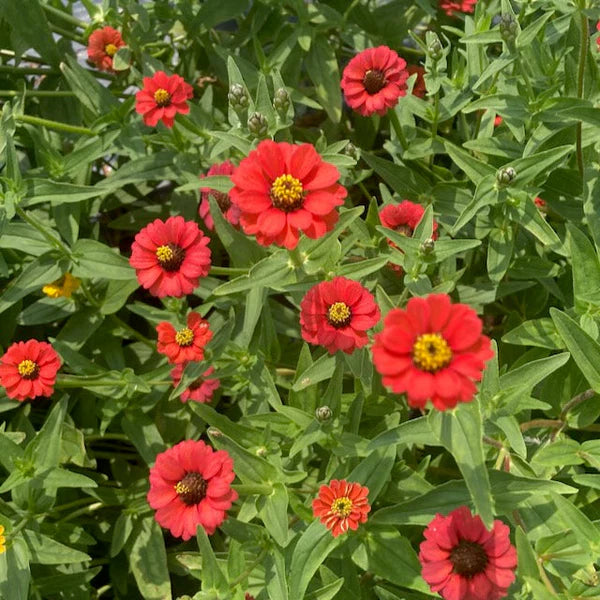 Zinnia ‘Peruvian Red’