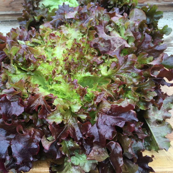 Laitue feuille de chêne rouge bio
