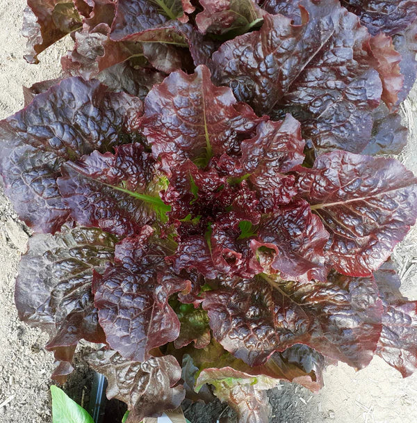 Laitue romaine ‘Outredgeous’