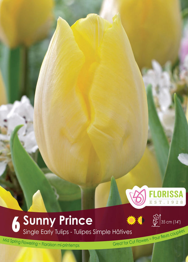 Tulipe Sunny Prince