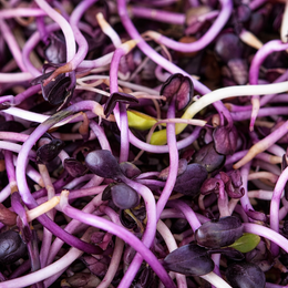 'Super Hong Vit' Oriental Vegetables