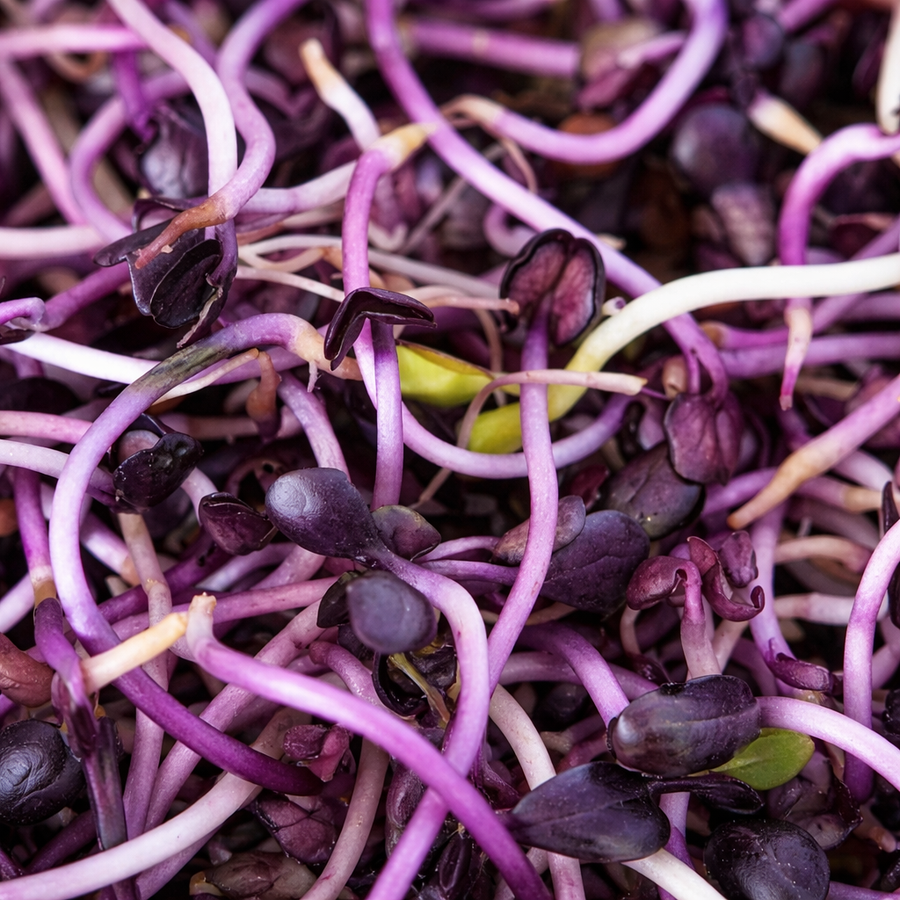 Légumes orientaux 'Super Hong Vit'