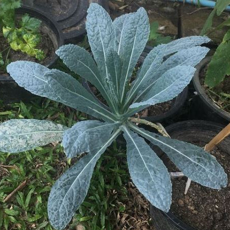 Chou frisé 'Lacinato Kale' bio