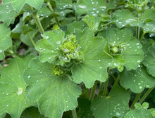 Alchémille ‘Lady’s Mantle’, semences écologiques (<em>Alchemilla mollis</em>)