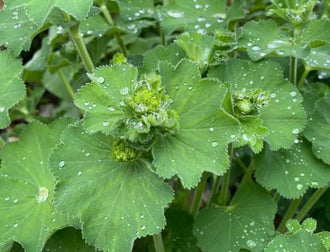 'Lady's Mantle' Seeds by Gaia, product image prepared for Canadian gardeners.