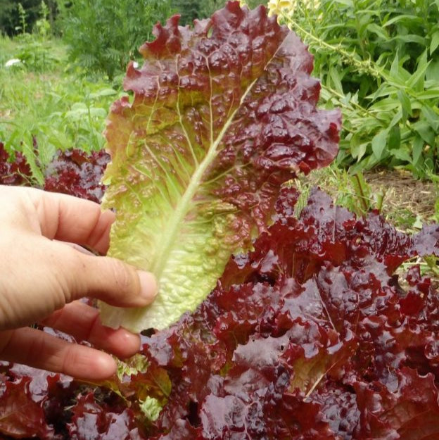 Lettuce ‘Ibis’ (Lactuca sativa)