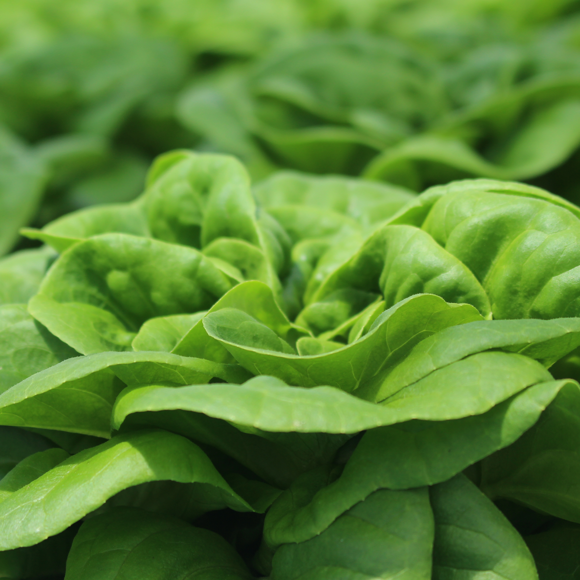 Boston Buttercrunch Lettuce