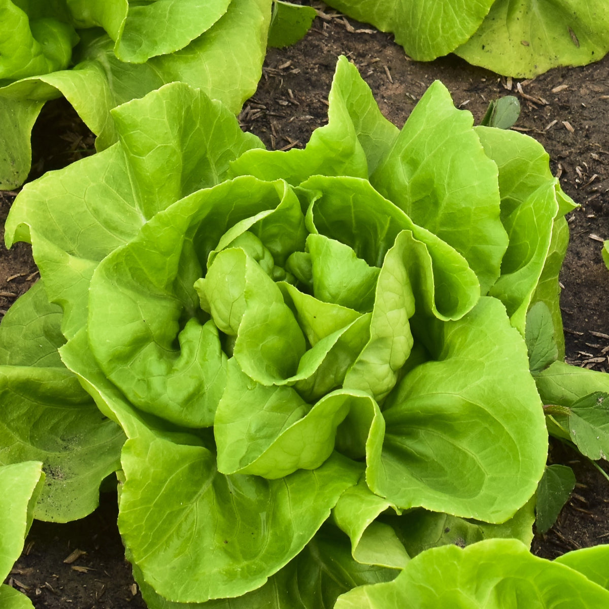 Photographie de Laitue boston verte (Lactuca sativa ‘Rhapsody’), sélection proposée en semences W.H. Perron. Le visuel présente l’apparence de la plante ou de sa récolte et permet d’en observer les formes et les couleurs. Cette vue illustre les caractéristiques visibles de la sélection, dans une présentation destinée à accompagner son identification et à montrer son intérêt au jardin.