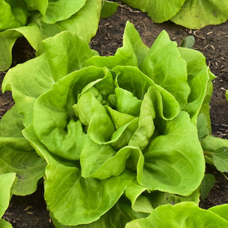 Photographie de Laitue boston verte (Lactuca sativa ‘Rhapsody’), sélection proposée en semences W.H. Perron. Le visuel présente l’apparence de la plante ou de sa récolte et permet d’en observer les formes et les couleurs. Cette vue illustre les caractéristiques visibles de la sélection, dans une présentation destinée à accompagner son identification et à montrer son intérêt au jardin.