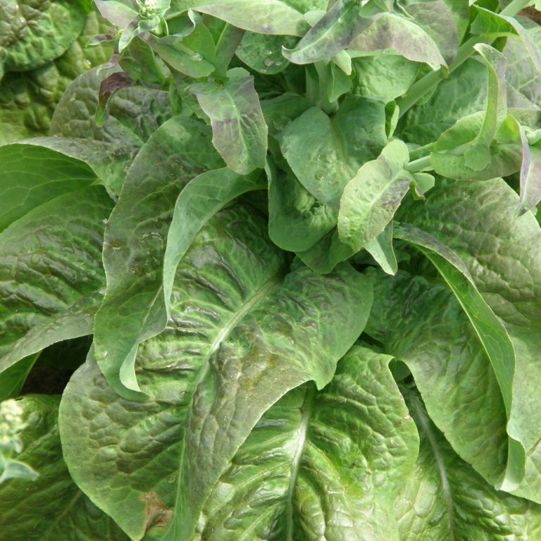Laitue Tige Asperge Cracoviensis. Laitue à tige, avec des feuilles vertes allongées. Le cadrage permet de voir les formes, les couleurs et les détails du sujet représenté. Les contours se détachent du fond de l’image, avec des différences de teinte et de texture visibles sur les surfaces. Cette vue accompagne la présentation du produit dans la boutique.
