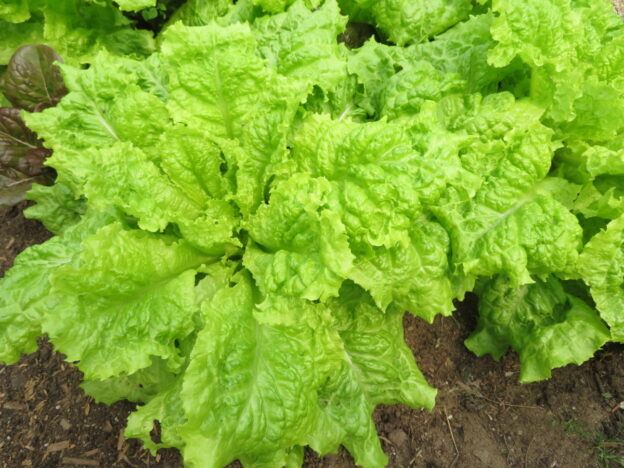 'Australian Yellow' Lettuce