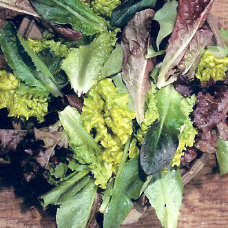 Laitue mélangé 'Baby Leaf'