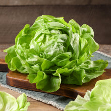 Lettuce 'Bibb'