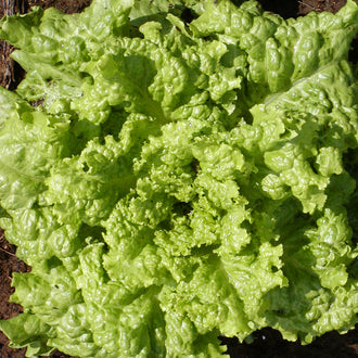 Laitue Feuille Black Seeded Simpson. Feuilles de laitue vert clair, très frisées. Le cadrage permet de voir les formes, les couleurs et les détails du sujet représenté. Les contours se détachent du fond de l’image, avec des différences de teinte et de texture visibles sur les surfaces. Cette vue accompagne la présentation du produit dans la boutique.