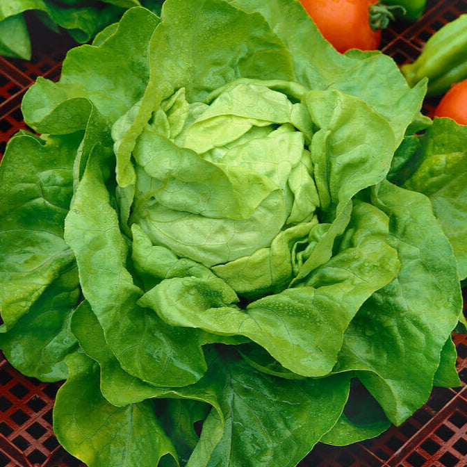 Lettuce 'White Boston'