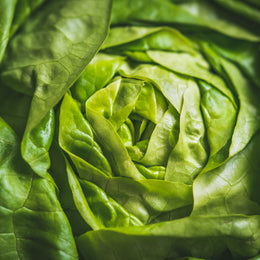 Green Boston Lettuce organic