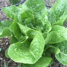 Laitue boston 'Buttercrunch'