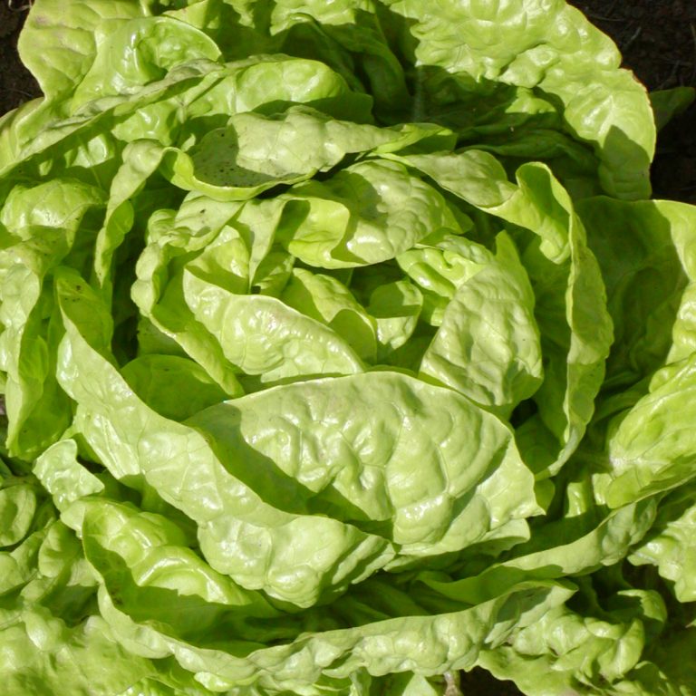 Laitue Pommée Buttercrunch Bibb. Pomme de laitue verte aux feuilles souples superposées. Le cadrage permet de voir les formes, les couleurs et les détails du sujet représenté. Les contours se détachent du fond de l’image, avec des différences de teinte et de texture visibles sur les surfaces. Cette vue accompagne la présentation du produit dans la boutique.