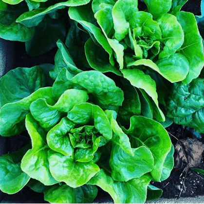 Organic 'Buttercrunch' Lettuce