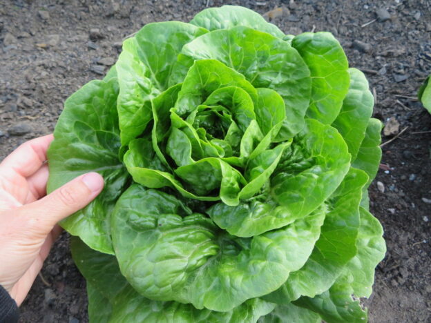 'Craquerelle du Midi' Lettuce