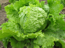 'Golden Spring' Lettuce