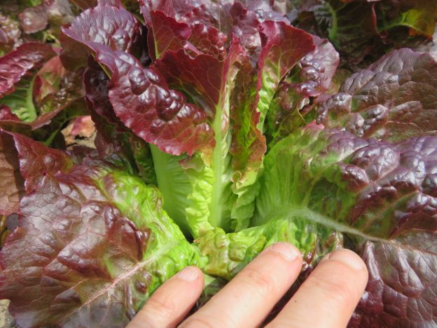 'Eruption' Lettuce