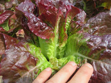 'Eruption' Lettuce
