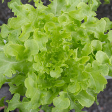 Lettuce 'Oakleaf'