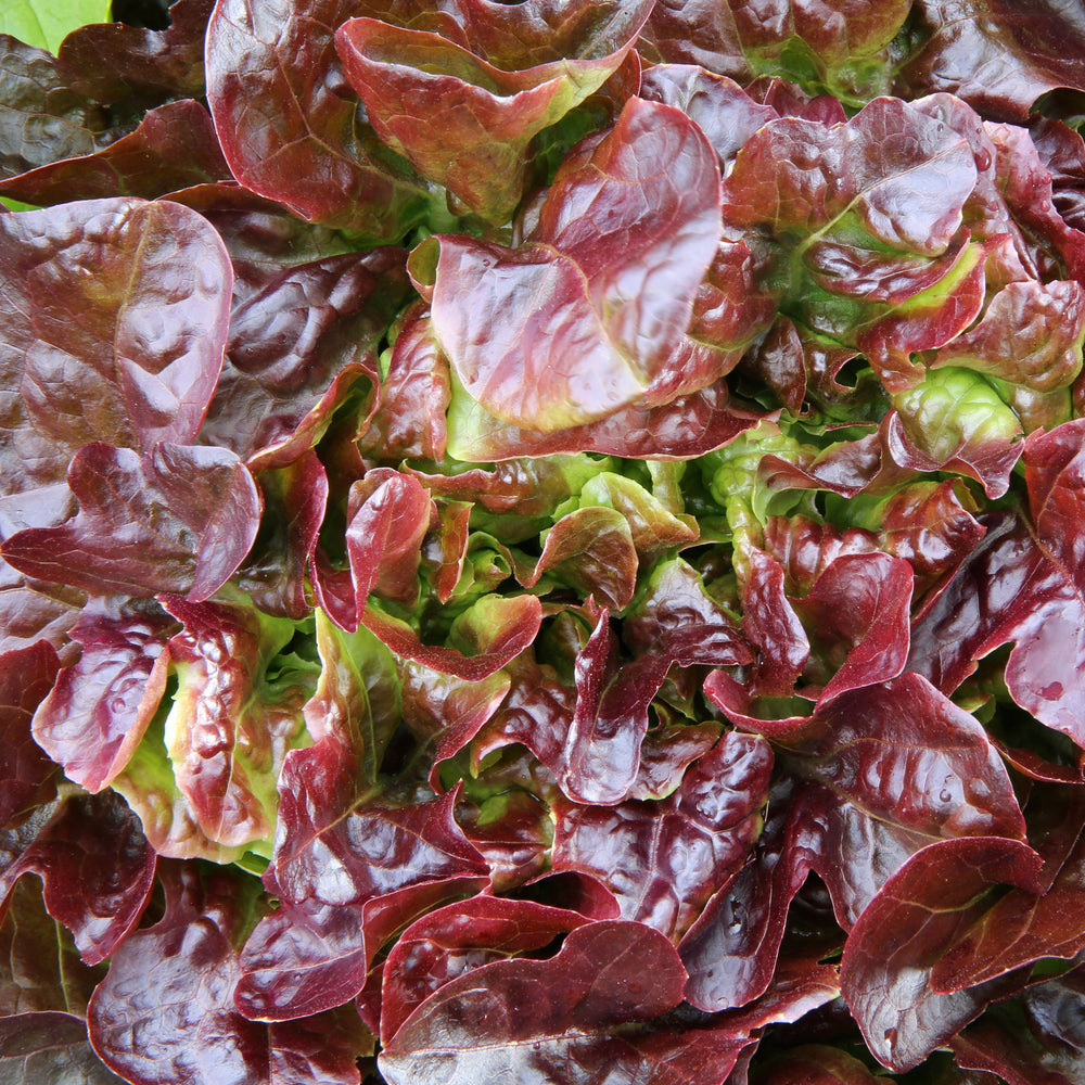 Lettuce 'Red Oak Leaf'