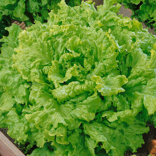 Laitue frisée 'Grand Rapids'
