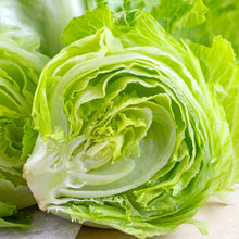 Laitue pommée 'Iceberg'
