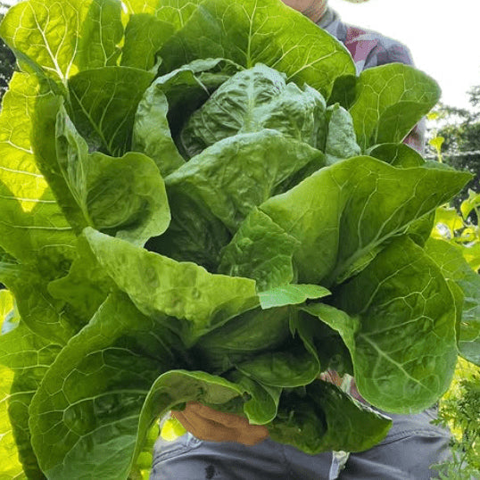 Organic 'Jericho' Lettuce