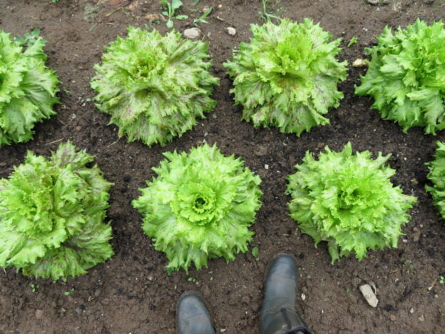 'Jester' Lettuce