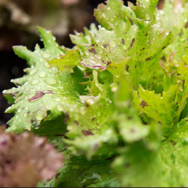 'Jester' Head Lettuce