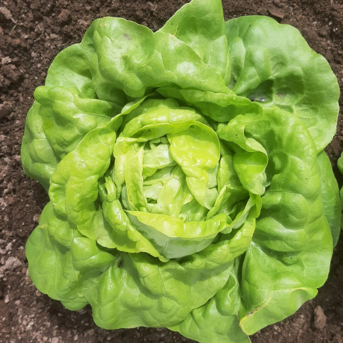 Visuel principal associé à Laitue boston 'Kweik', semences offertes par Cutleaf Seed. Cette image accompagne la fiche pour relier clairement le produit à son emballage ou à la culture présentée. Elle complète les renseignements de semis, de culture et de récolte, sans remplacer les indications propres au lot ni les conseils détaillés figurant sur le sachet.