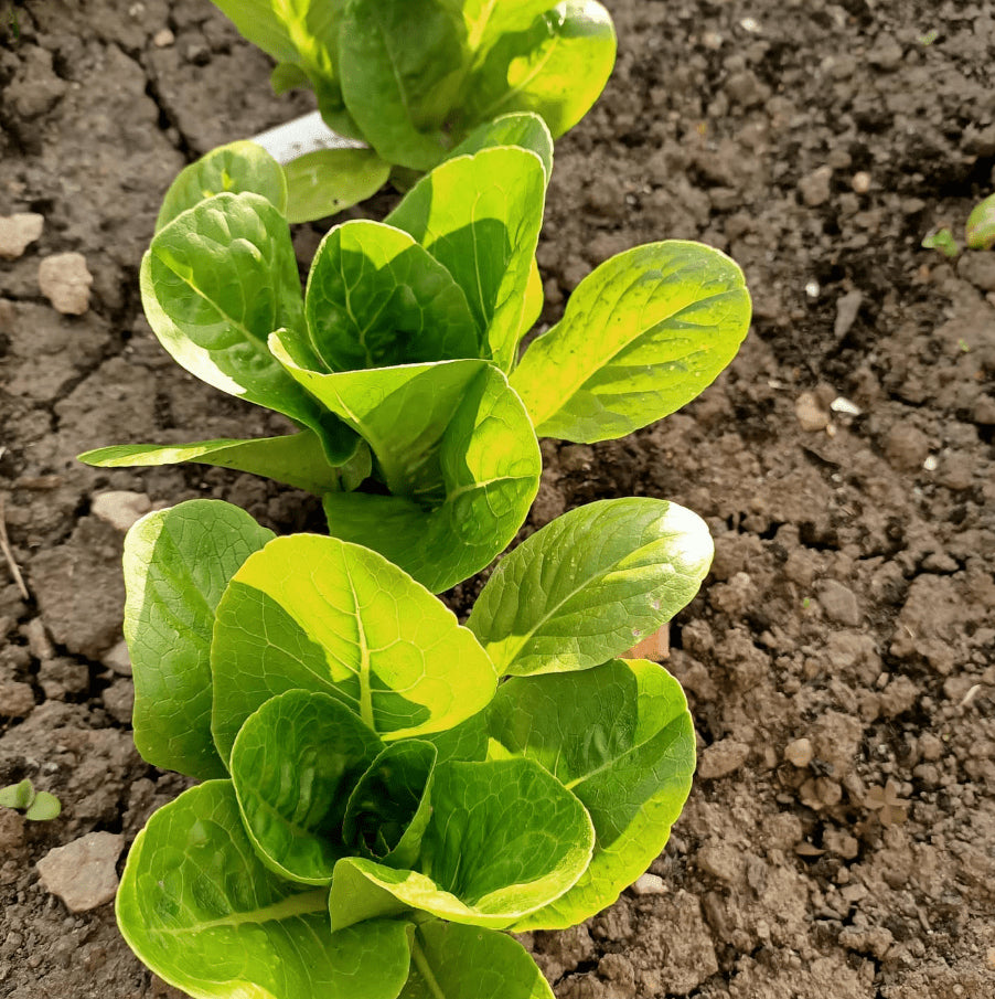 Organic 'Little Gem' Lettuce