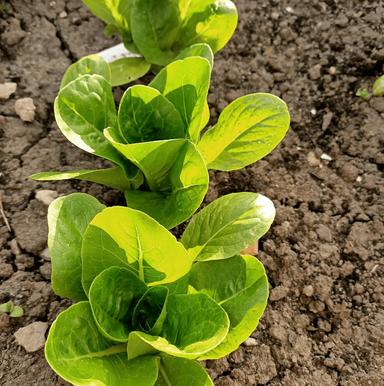 Organic 'Little Gem' Lettuce