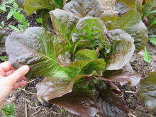 'Little Leprechaun' Lettuce